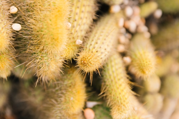 Primo piano di una pianta del cactus di mammillaria elongata