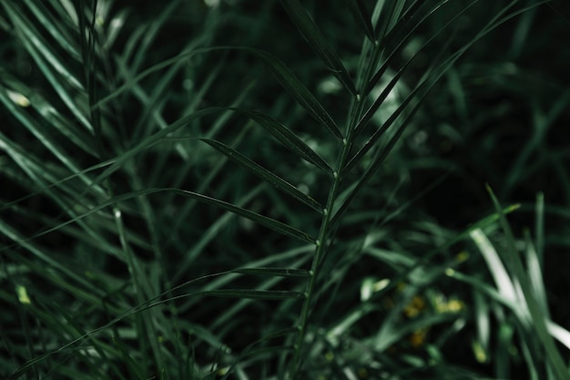 Primo piano di una pianta verde