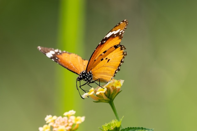 Primo piano di una piccola farfalla seduta su un fiore di campo