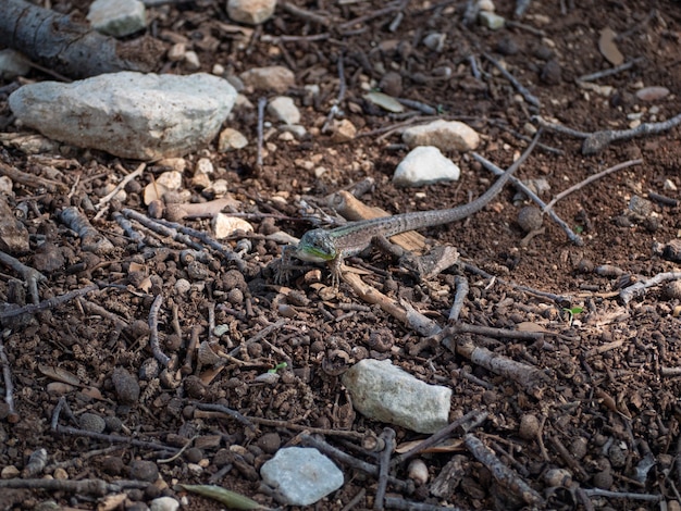 Primo piano di una piccola lucertola alla ricerca di cibo per terra