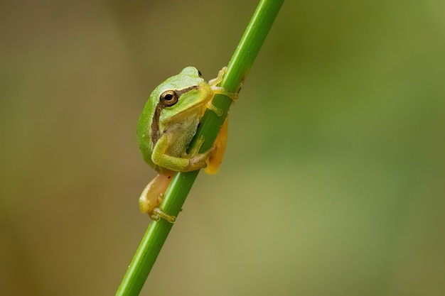 Primo piano di una piccola raganella europea su un ramo