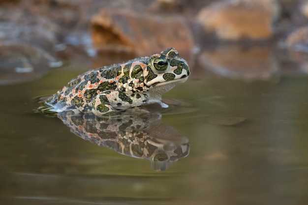 Primo piano di una rana in un lago in