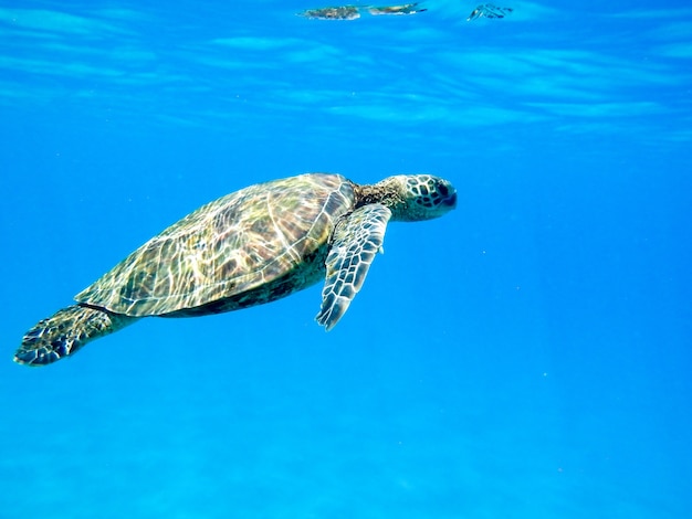 Primo piano di una tartaruga di mare verde che nuota sott'acqua sotto le luci - fresco per i concetti della natura