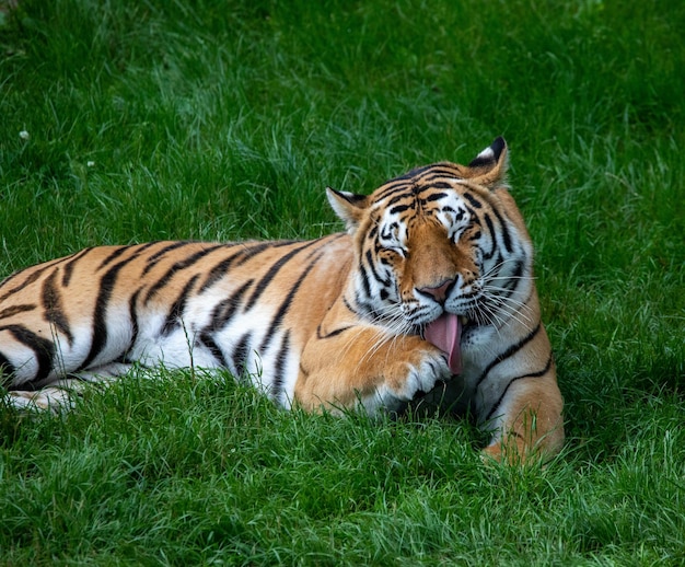 Primo piano di una tigre nello zoo ZSL Whipsnade in Inghilterra