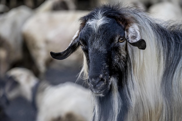 Primo piano di una vecchia capra pelosa su uno sfondo sfocato