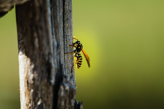 Primo piano di una vespa appollaiata su una superficie di legno su uno sfondo sfocato