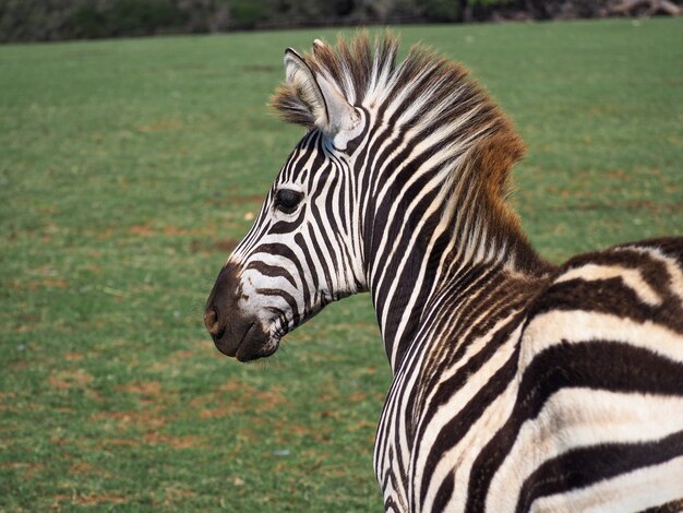 Primo piano di una zebra allo stato brado