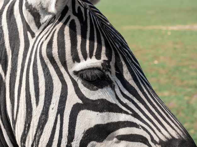 Primo piano di una zebra allo stato brado