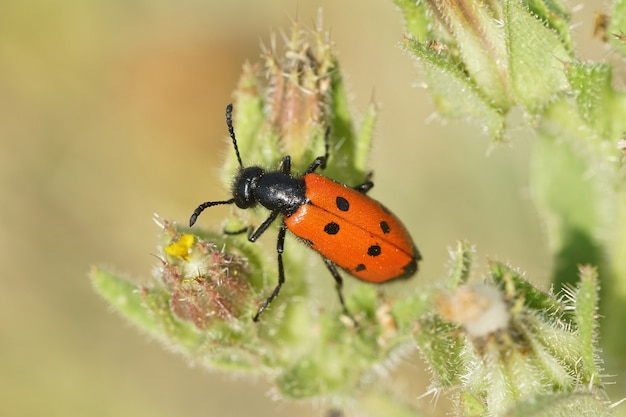 Primo piano di uno scarabeo blister su una foglia di una pianta