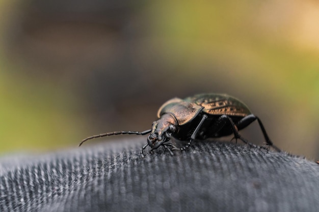 Primo piano di uno scarabeo che cammina su una superficie liscia