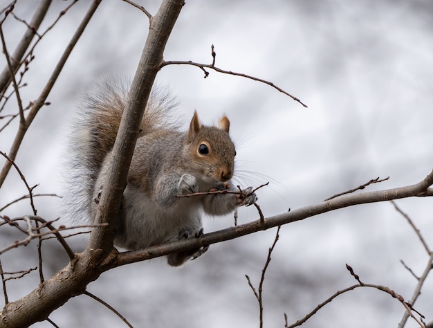 Primo piano di uno scoiattolo carino su un albero