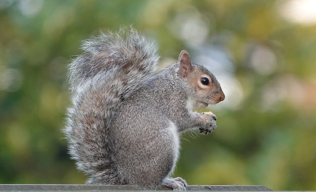 Primo piano di uno scoiattolo grigio orientale