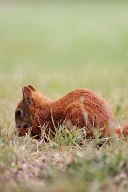 Primo piano di uno scoiattolo rosso che mangia una noce in un prato