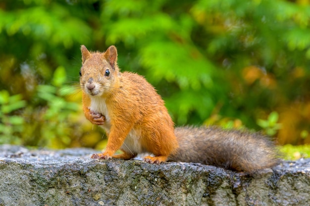 Primo piano di uno scoiattolo rosso su una superficie rocciosa contro uno sfondo sfocato