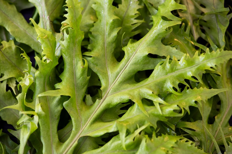 Foto gratuito primo piano di uno sfondo verde foglia