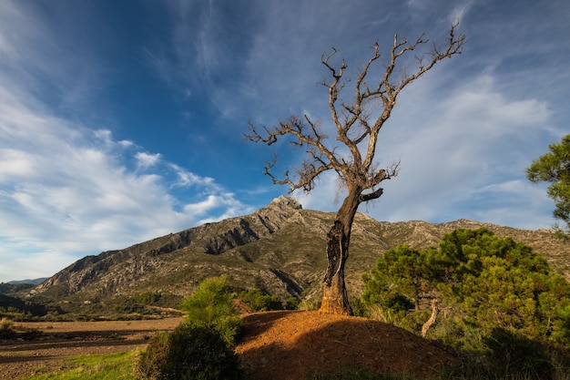 Primo piano di uno strano albero sotto il cielo azzurro durante la luce del giorno