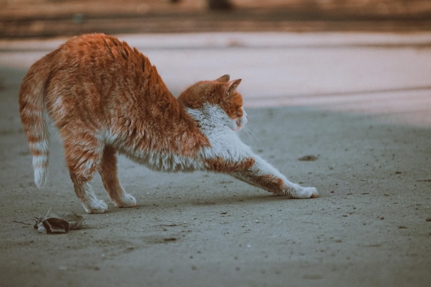 Primo piano di uno zenzero e di un gatto bianco che si allungano all'aperto