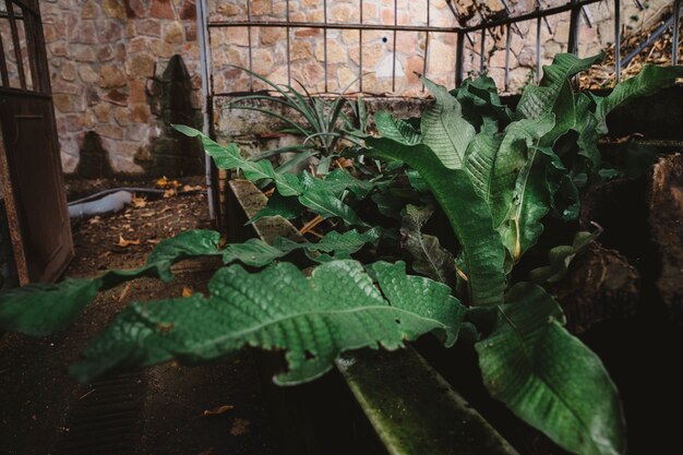 Primo piano di vegetazione di fronte alla casa