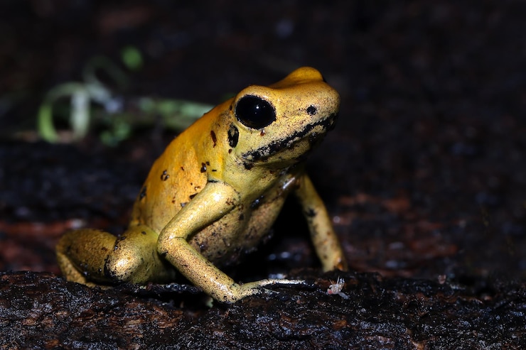 Foto gratuito primo piano dorato della rana del veleno di phyllobates terribilis