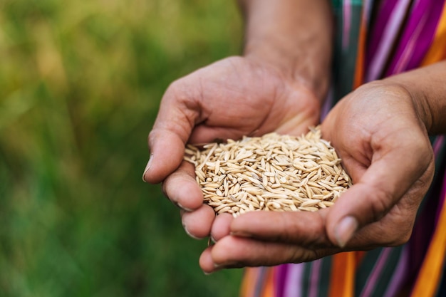 Primo piano e messa a fuoco selettiva delle mani dell'agricoltore che tengono i chicchi di riso