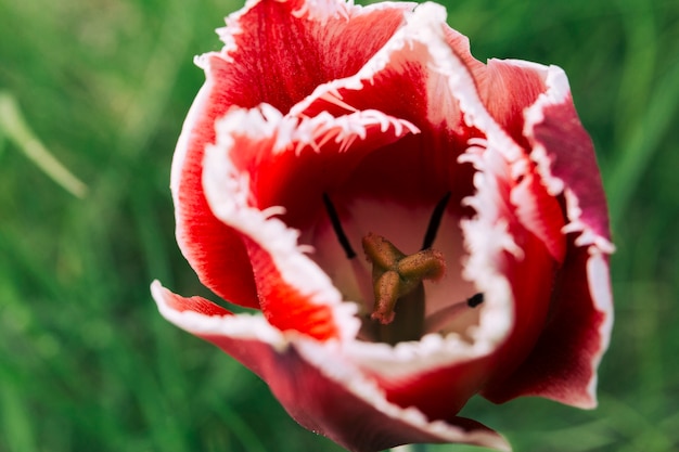 Primo piano estremo del fiore del tulipano