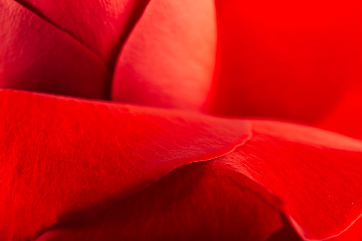 Foto gratuito primo piano estremo di bei petali di rosa rossa