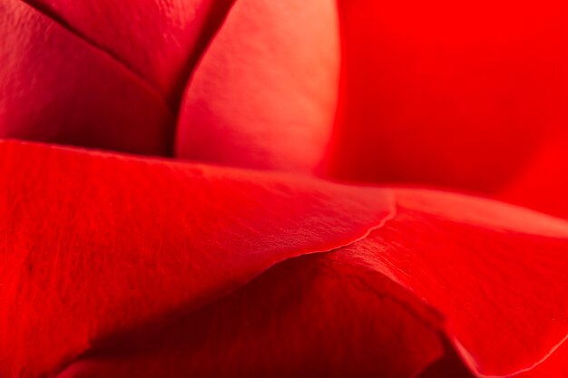 Primo piano estremo di bei petali di rosa rossa