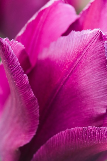 Primo piano estremo di un fiore rosa del tulipano