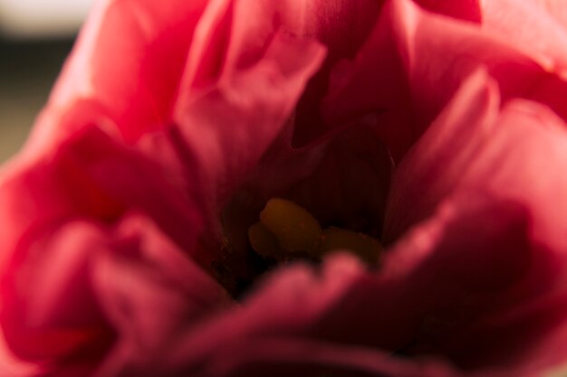 Primo piano estremo di un fiore rosso