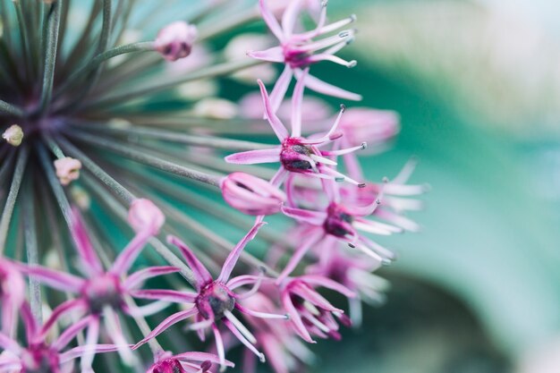 Primo piano estremo di un fiore selvaggio