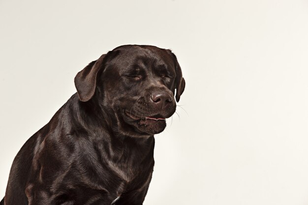 Primo piano faccia di cane che piange