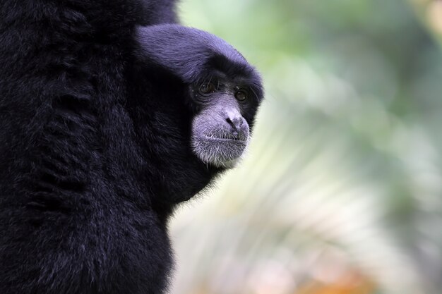 Primo piano faccia siamang animale primo piano