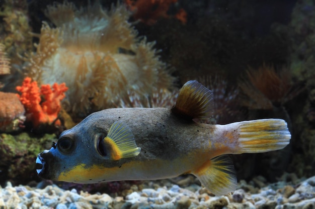 Primo piano faccia vista frontale del pesce palla brutta faccia del pesce palla