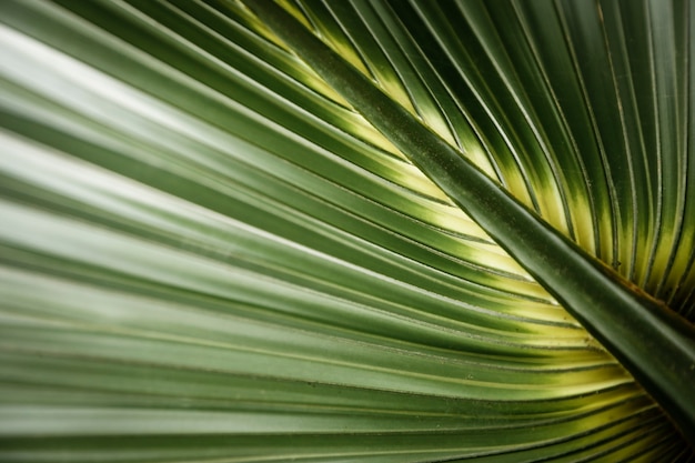 Primo piano foglia tropicale