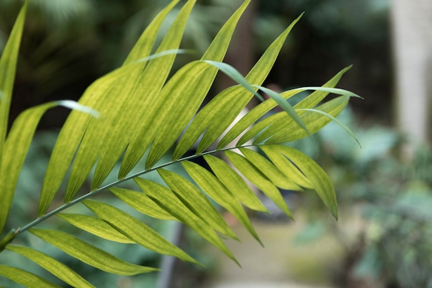 Primo piano foglia verde all'aperto