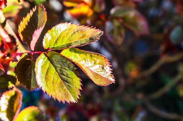 Primo piano fuoco selettivo colpo di foglie con vegetazione e foglie