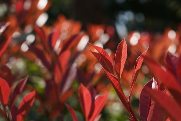 Primo piano fuoco selettivo colpo di foglie rosse con vegetazione