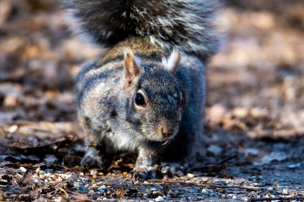 Primo piano fuoco selettivo colpo di un chipmunk orientale