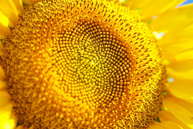 Primo piano giallo brillante del fiore del girasole in un campo in una giornata estiva