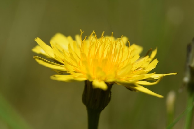 Primo piano Guarda un dente di leone in fiore in primavera