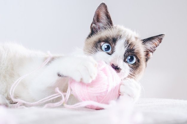 Primo piano ha sparato del viso marrone e bianco di un simpatico gatto dagli occhi azzurri che gioca con un gomitolo di lana