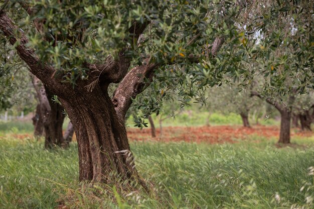 Primo piano ha sparato di alberi in crescita nel campo sotto la luce del sole