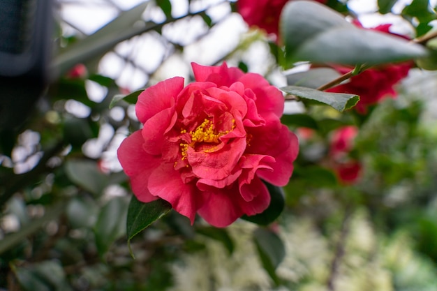 Primo piano ha sparato f fiore carino Sasanqua Camellia