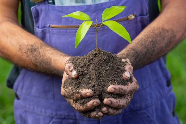 Primo piano immagine della mano del giardiniere che tiene l'alberello della pianta