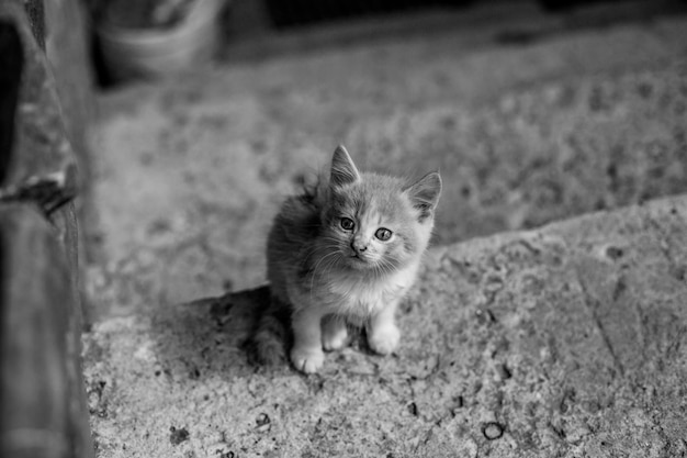 Primo piano in scala di grigi di un adorabile gattino lanuginoso seduto sulle scale