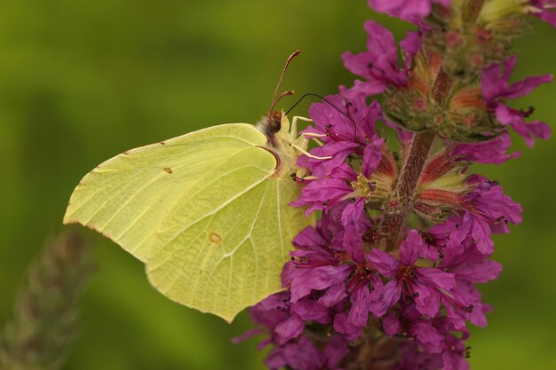 Primo piano laterale di una farfalla di zolfo su un fiore