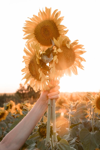 Primo piano mano che tiene i girasoli