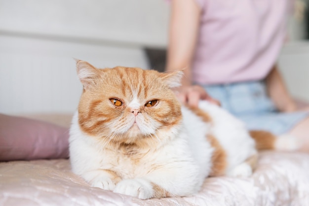 Primo piano proprietario e simpatico gatto