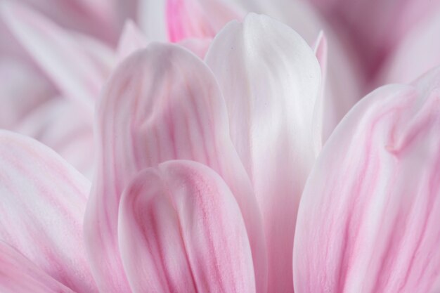 Primo piano rosa della natura di macro dei petali