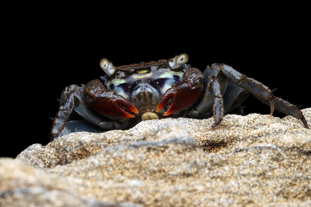 Primo piano rosso del granchio della palude dell'artiglio sulla roccia del mare con fondo nero